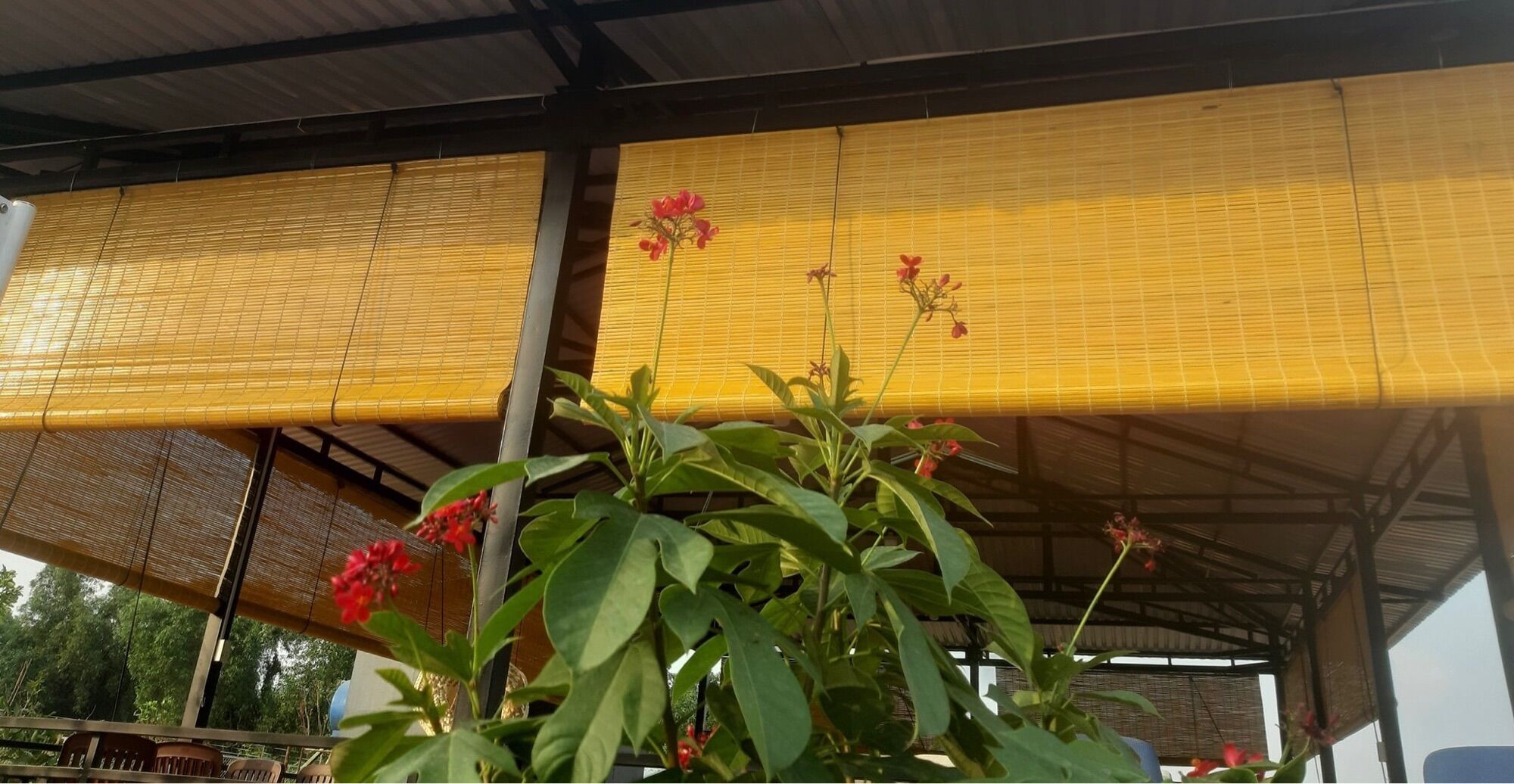 Màn Sáo Rèm Trúc Vàng Phủ PU Tặng Phụ Kiện Kéo Che Nắng Mưa Nhiều Kích Thước