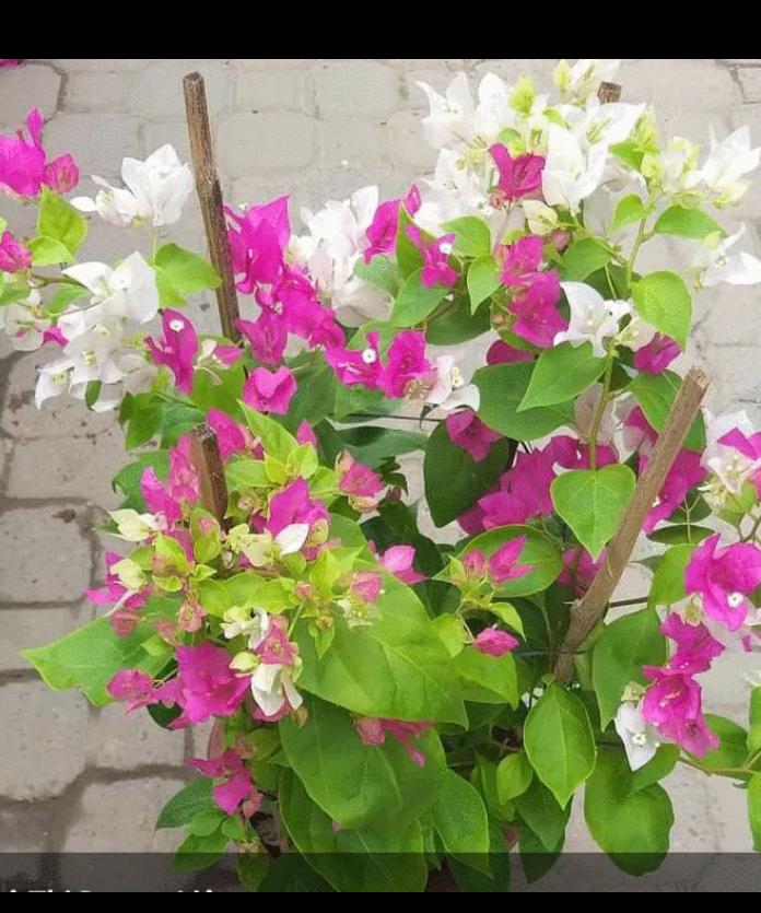 combo 10 cây giống hoa giấy