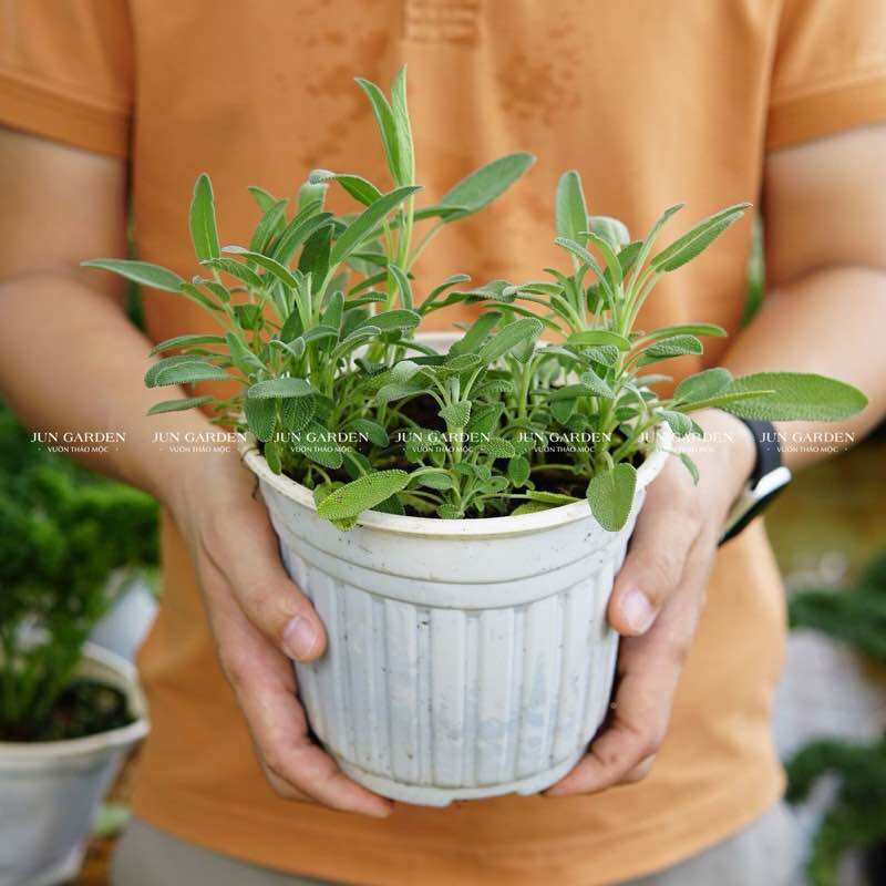 Cây xô thơm jun garden cây giống gia vị âu