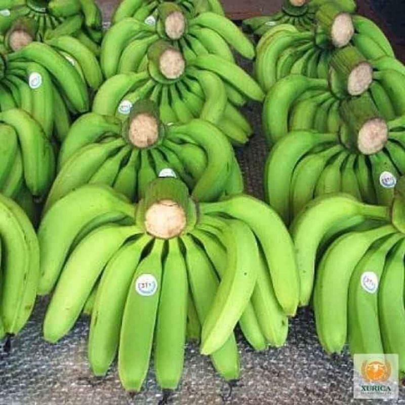 Chuối tiêu hồng chuối cấy mô