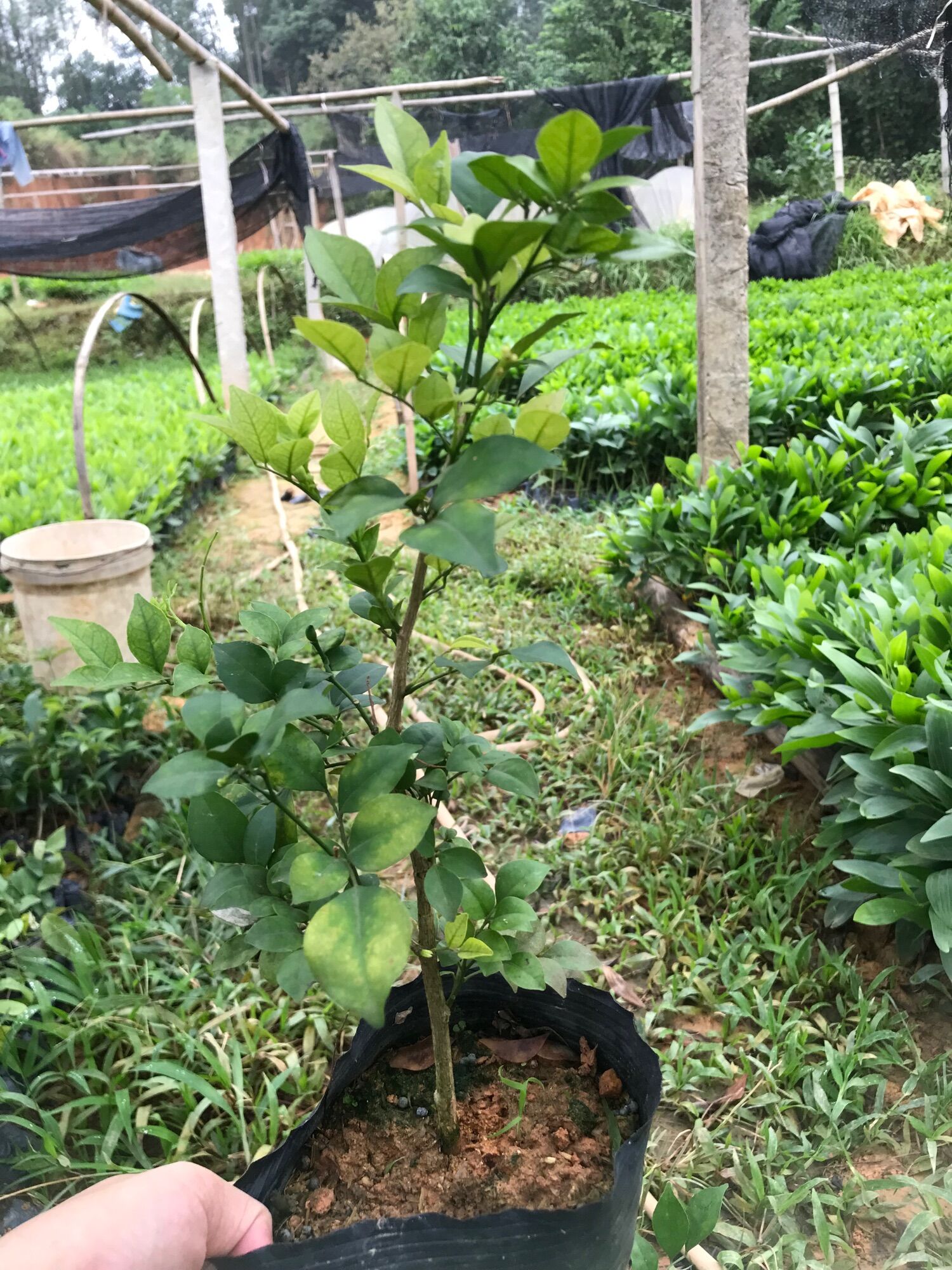 cây hoa Nguyệt quế