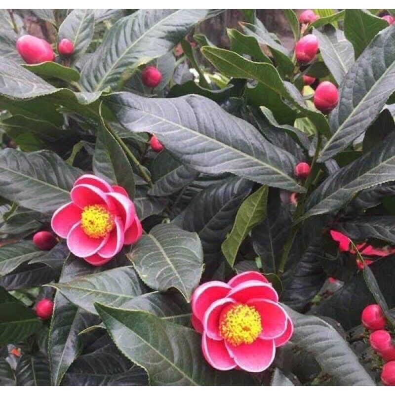 Cây giống Hoa Hải Đường(1  cây)