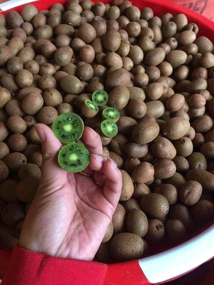 Kiwi Sìn Hồ Lai Châu (170k/3kg)