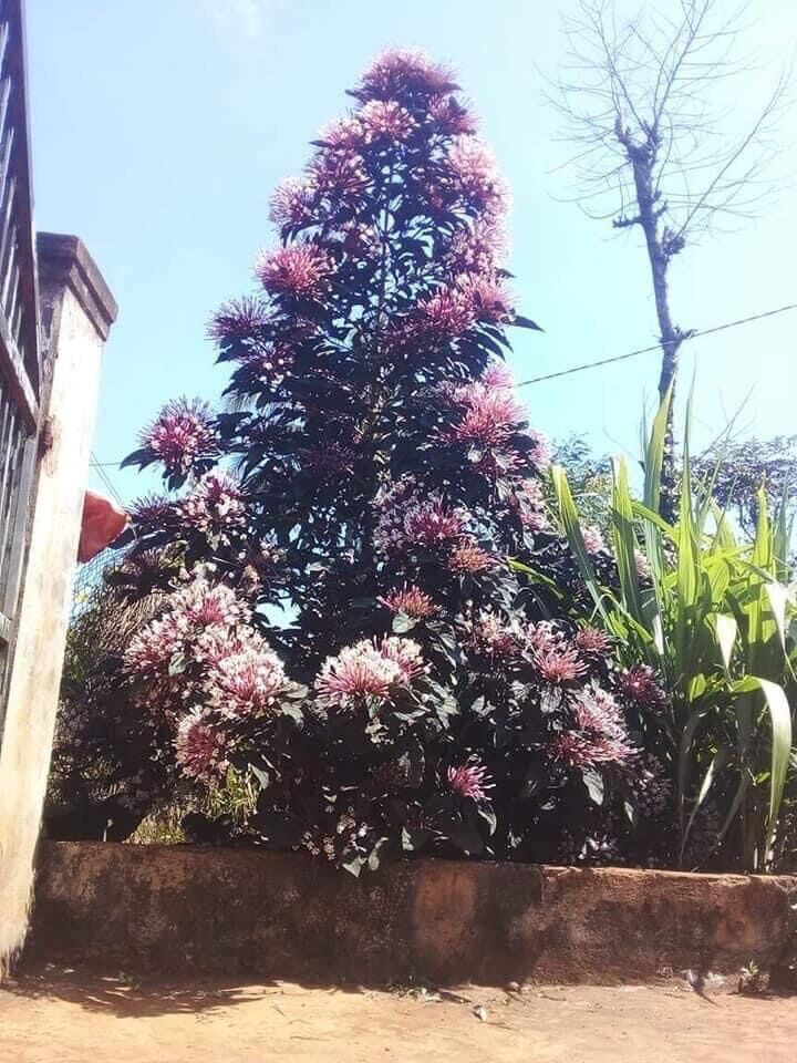 Cây pháo hoa/ hoa thiên phúc