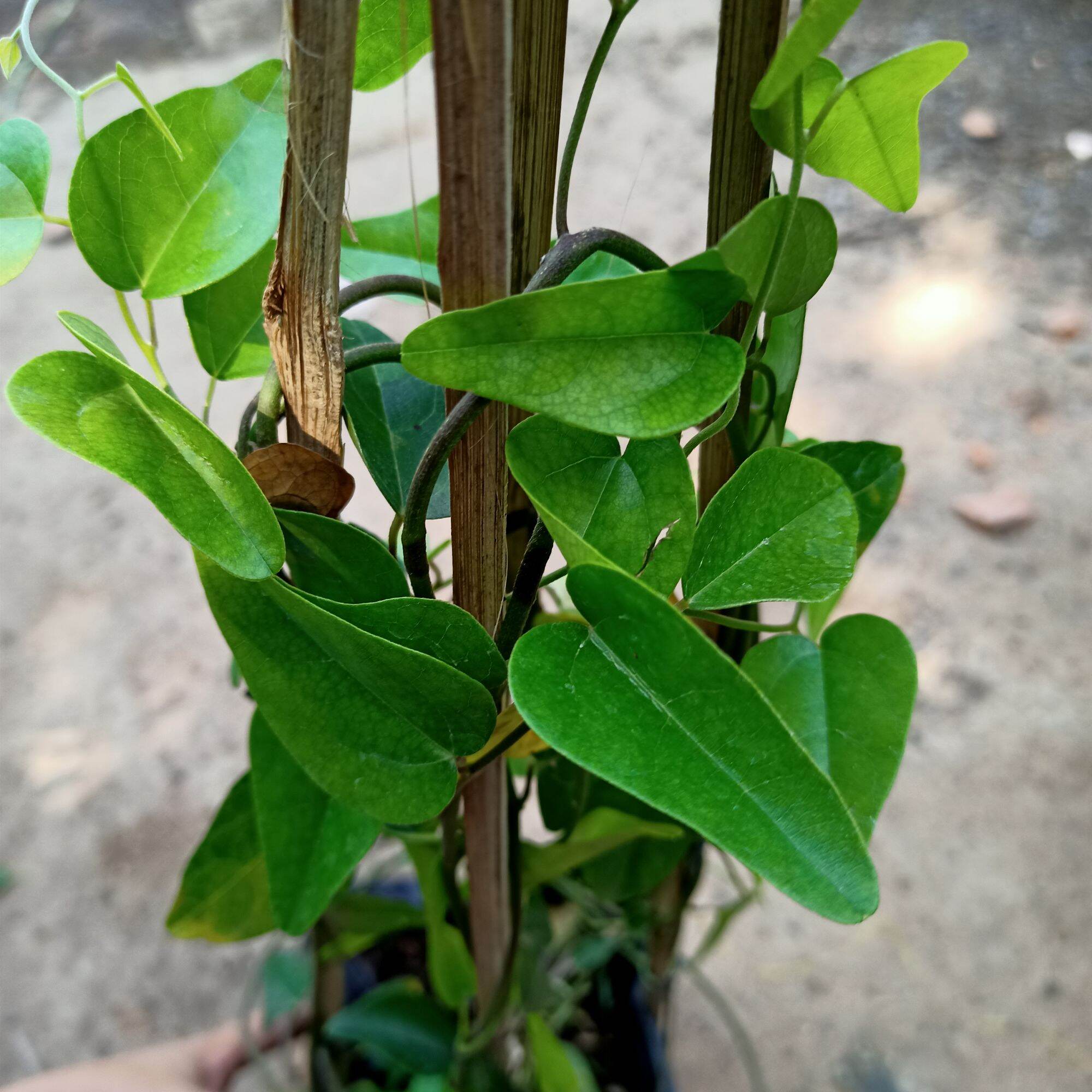 Chậu cây sương sâm trơn cây trưởng thành