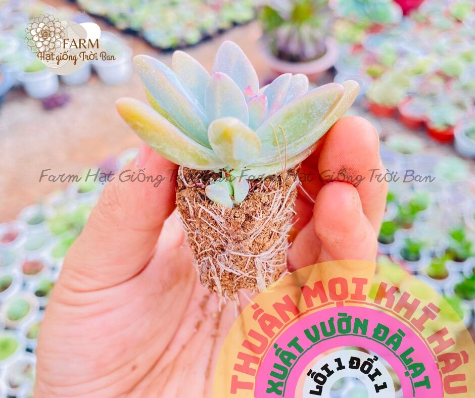 Sen đá pha lê 🥰 size mini 🥰 farm hạt giống trời ban🥰
