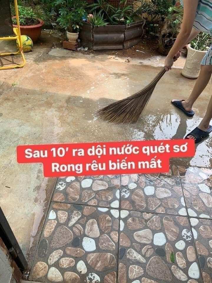 BỘT TẨY RONG RÊU