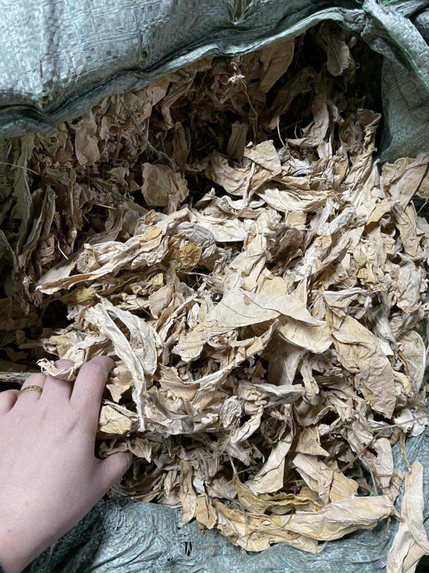 Cây lá hen khô 1KG (Cây bồng bồng)