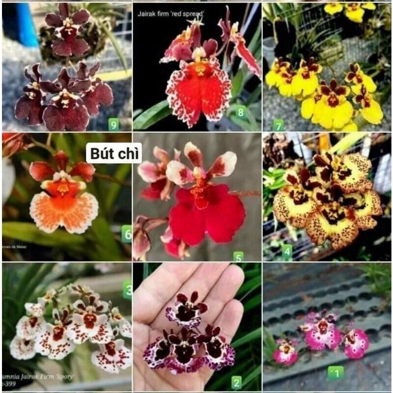 Hoa Lan Vũ Nữ Bút Chì(10 cây )