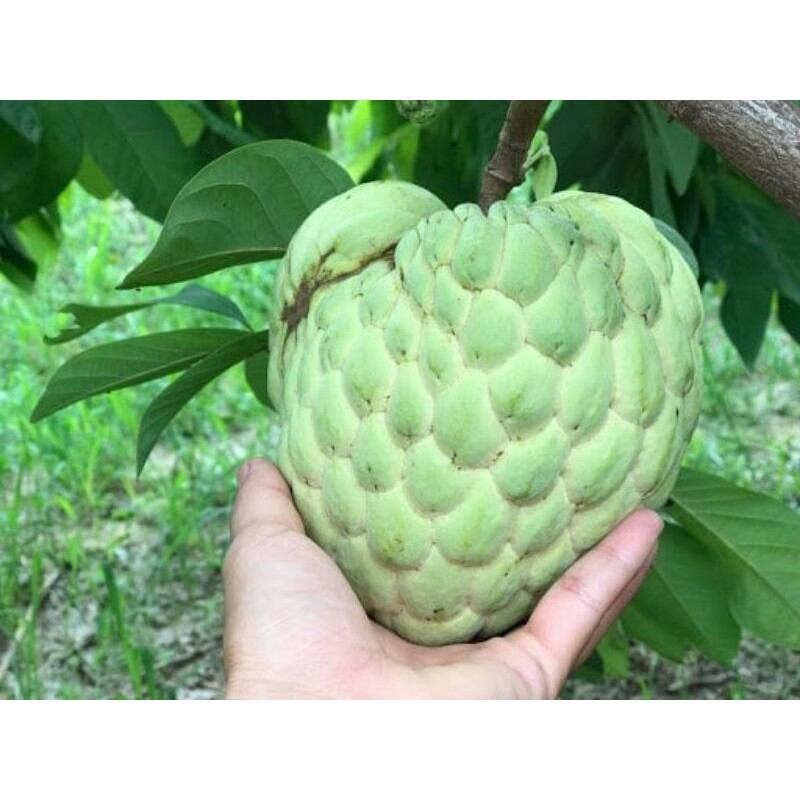 Chậu cây na thái nuôi, cây cao từ 50cm, cây đẹp, nhiều nhánh.