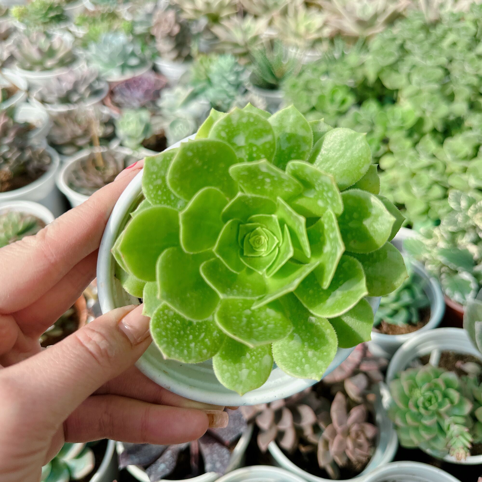 Sen đá Aoen xanh size trung 5-7cm
