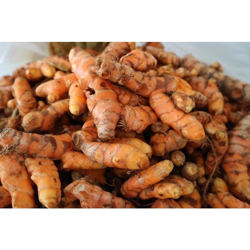 NGHỆ ĐỎ TƯƠI