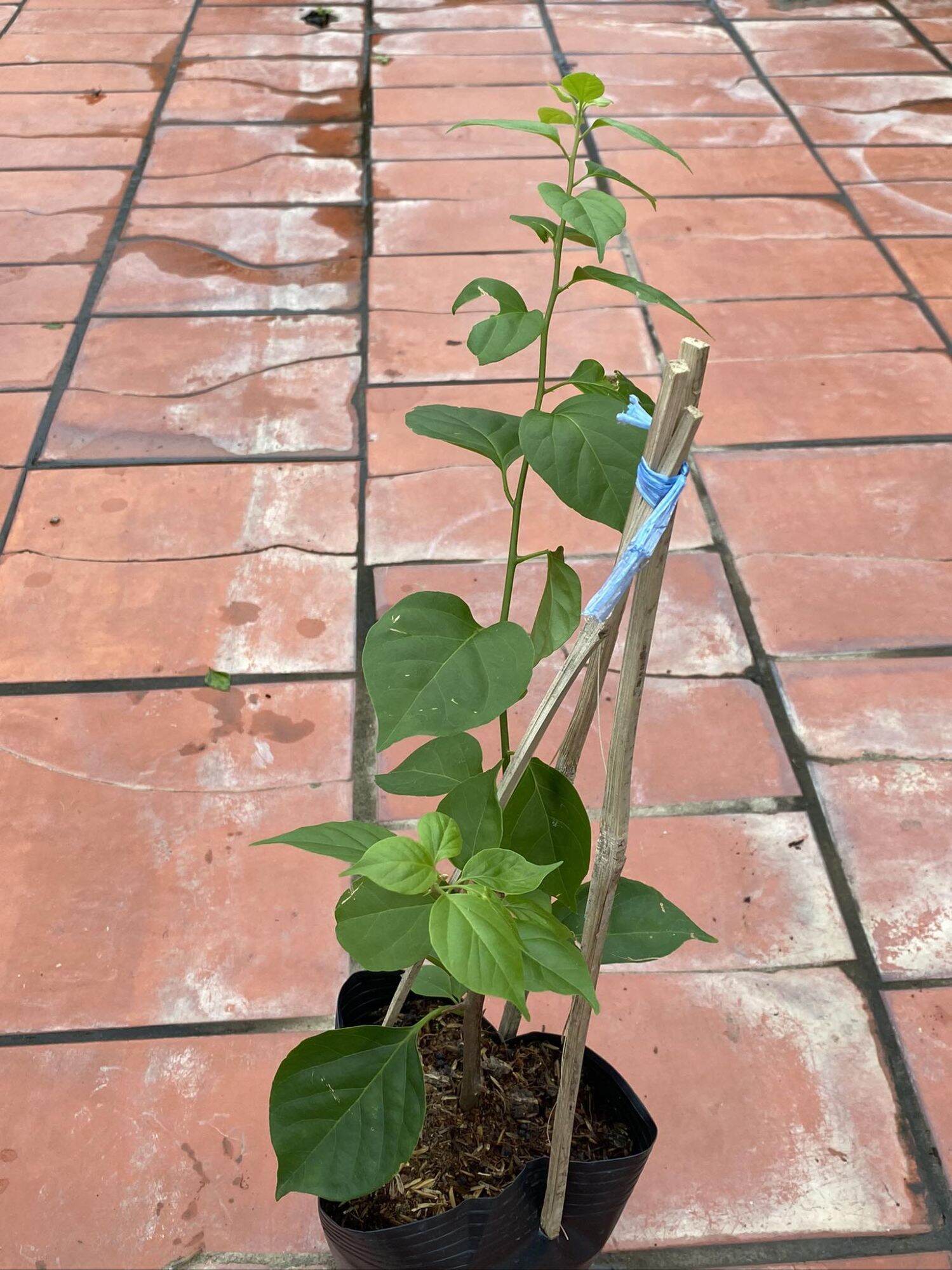 Hoa giấy nguyên bản : TIỂU ẤN ĐỘ