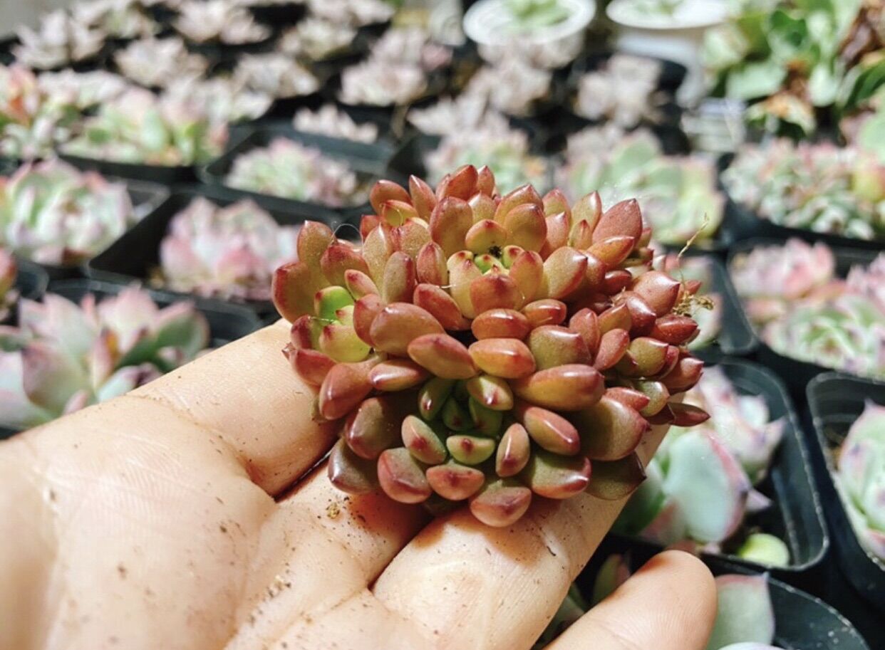 Sen đá ruby đỏ bụi mini nhiều đầu