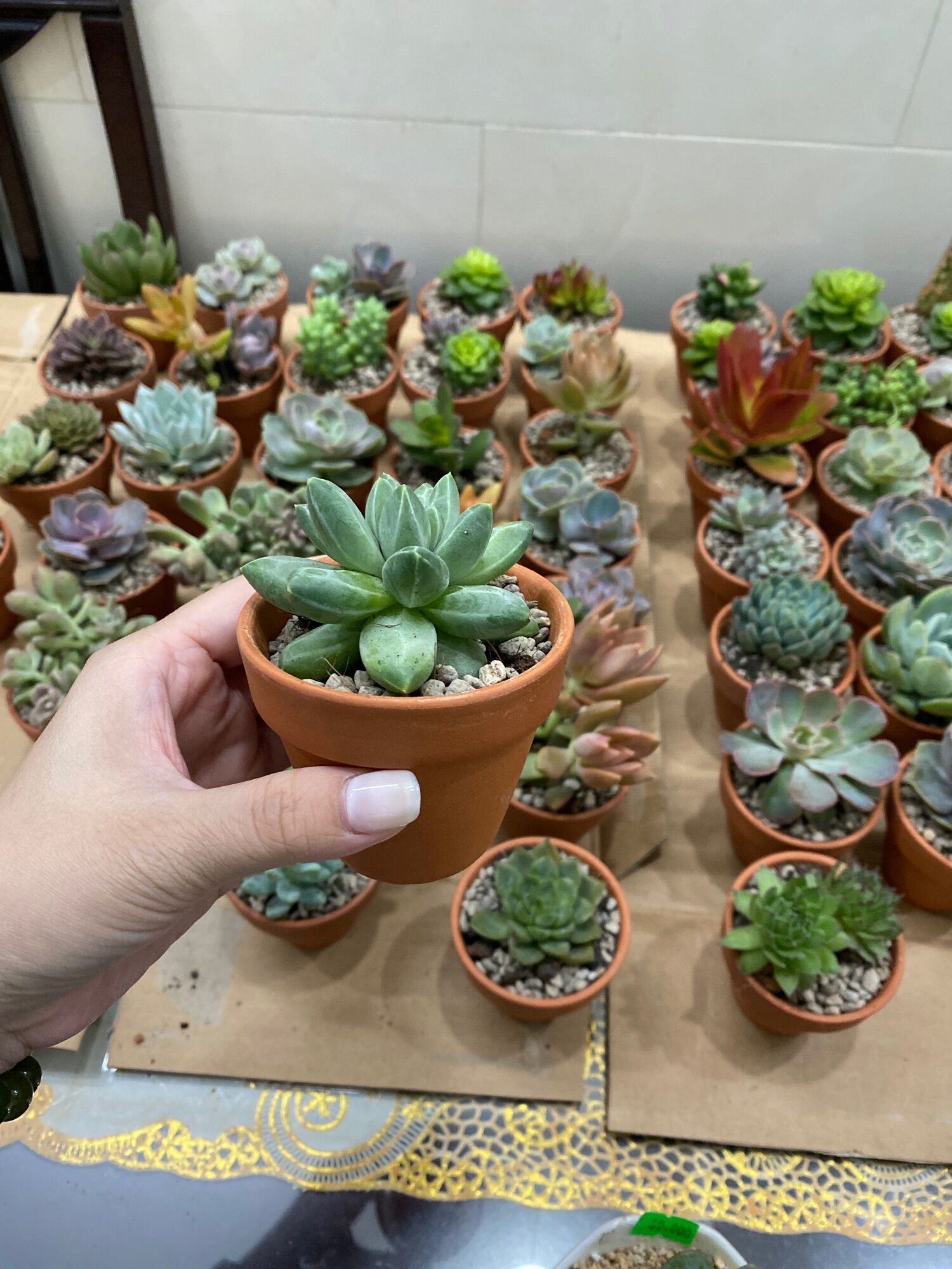 Combo 1 cây sen đá bầu Size 5-7cm kèm chậu và đất đá trồng