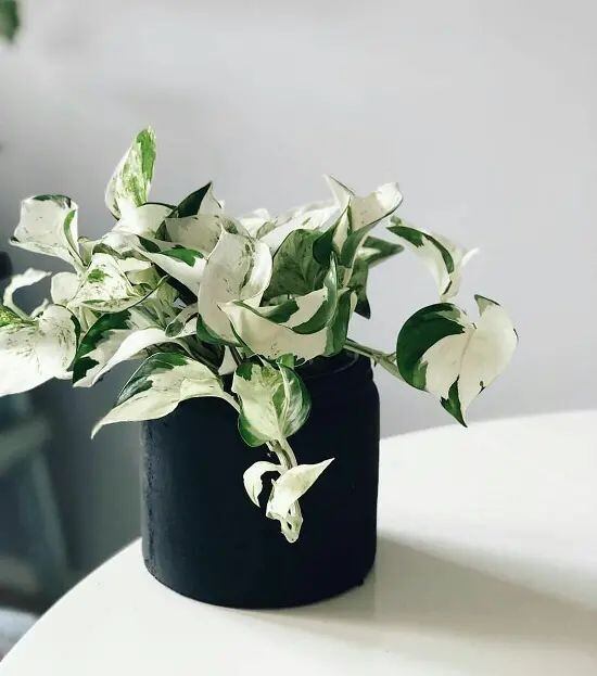Cây trầu bà sữa