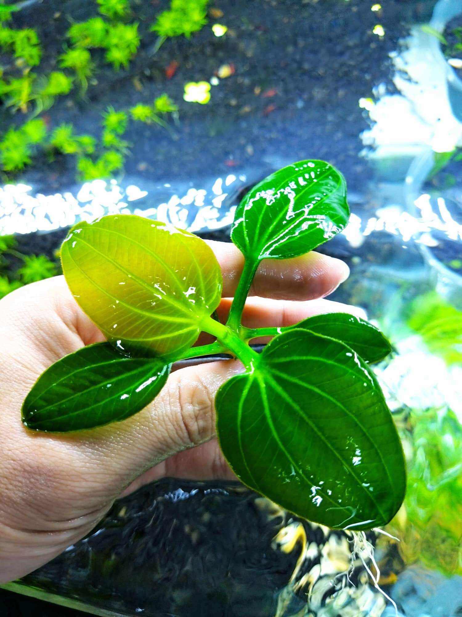 Cây trầu iguazu 2009 trồng trong bể cá