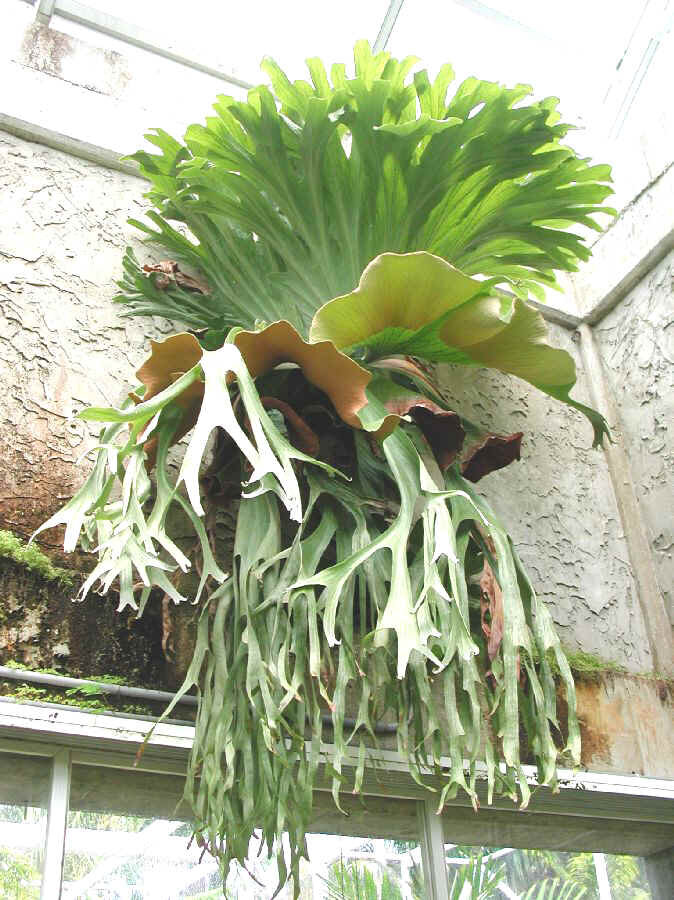 Cây ổ rồng