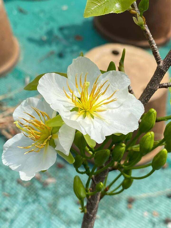 BẠCH MAI MIẾN ĐIỆN (cây mai hoa màu trắng) cây hoa mai đột biến ghép gốc mai vàng quấn rễ đẹp