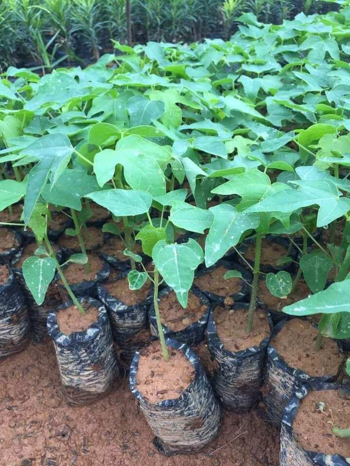 Cây giống đu đủ đực nhiều hoa 1 cây