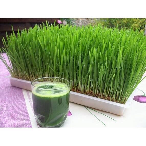 Hạt Lúa mì vàng Thức ăn gia cầm (GÓI 1KG )