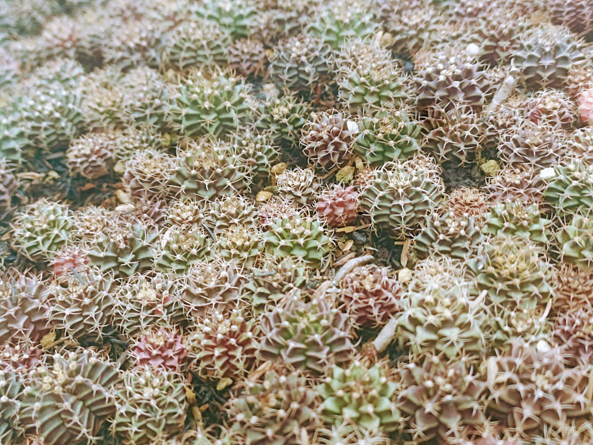 Combo Xương rồng Gymnol 2,5-3cm