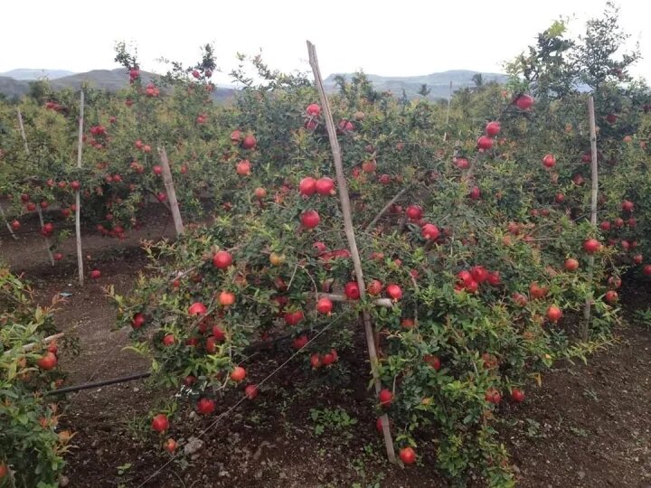 Indian Red Pomegranate Seedling Tree 50cm to 1m