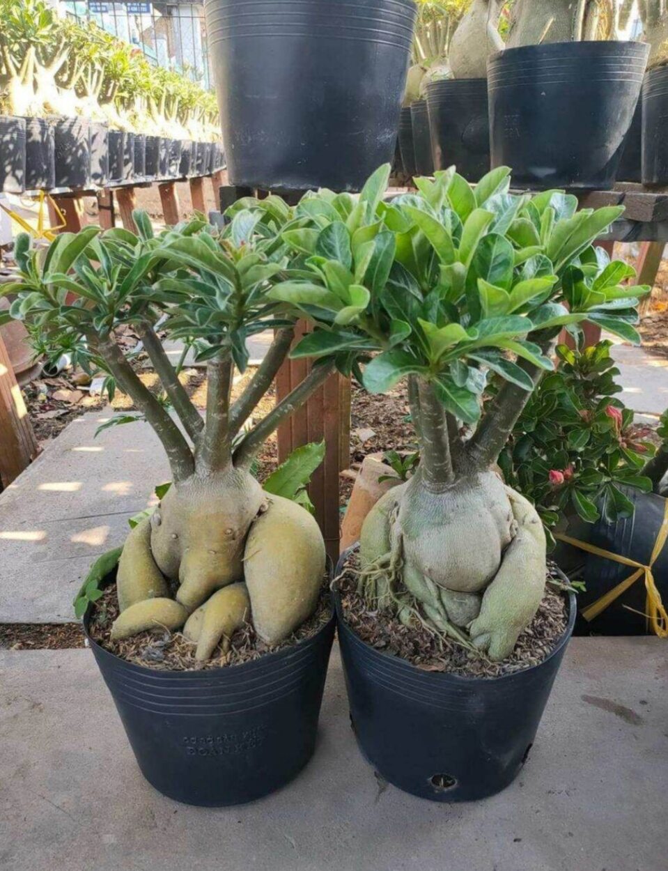 COMBO 10 CÂY SỨ THÁI CÁNH KÉP (màu ngẫu nhiên)