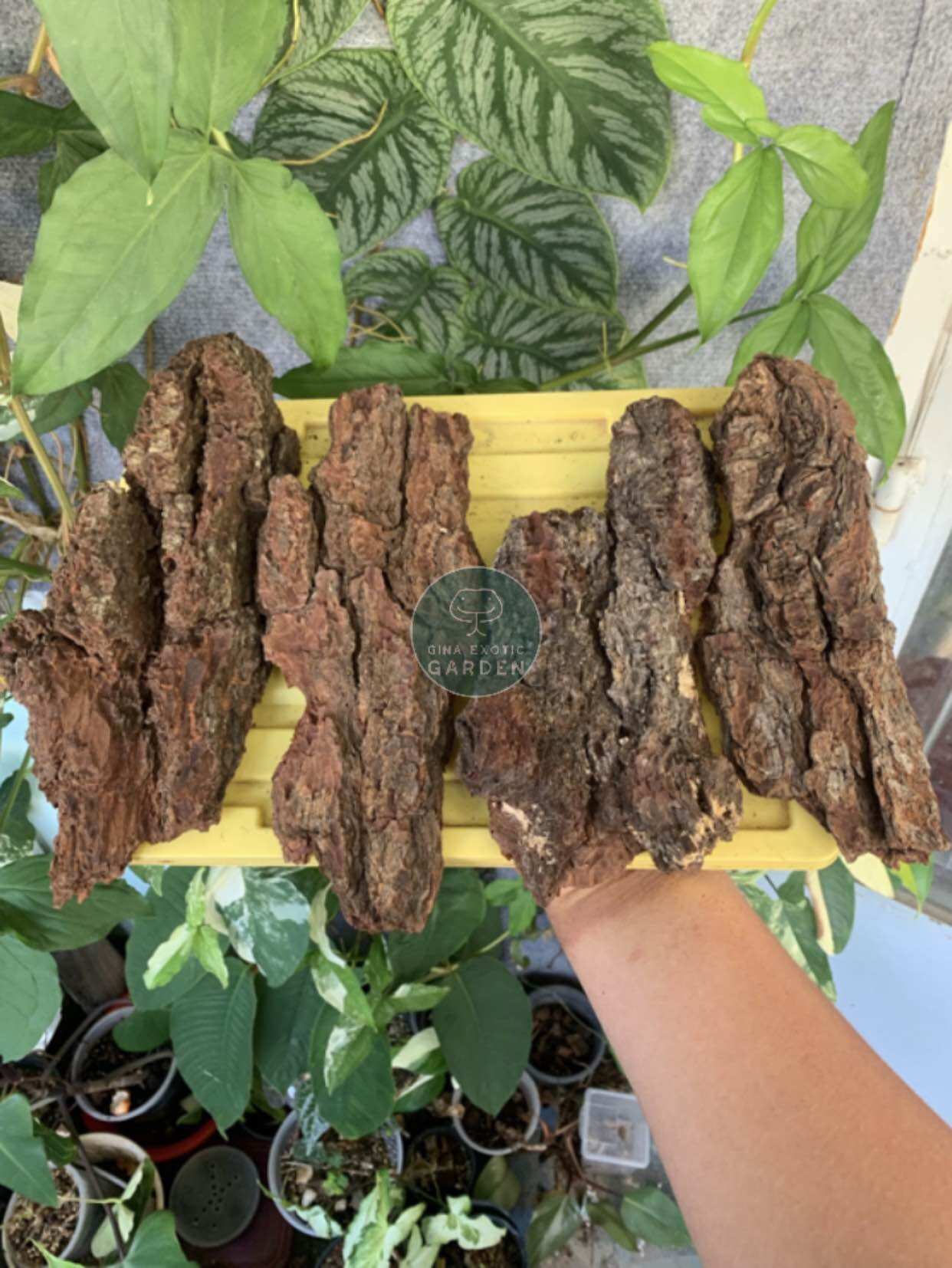 Vỏ cây chuyên dụng trú ẩn cho nhện, bọ cạp, isopod đã qua xử lý | gina garden