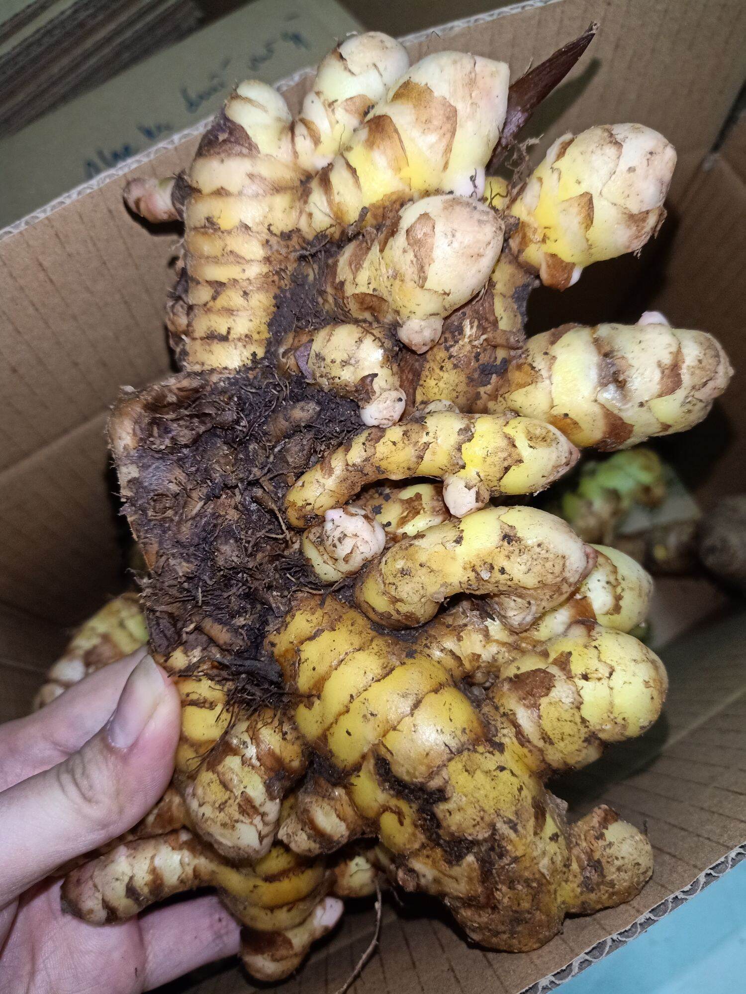 1Kg Nghệ Xanh Đào Rừng chắc lọi