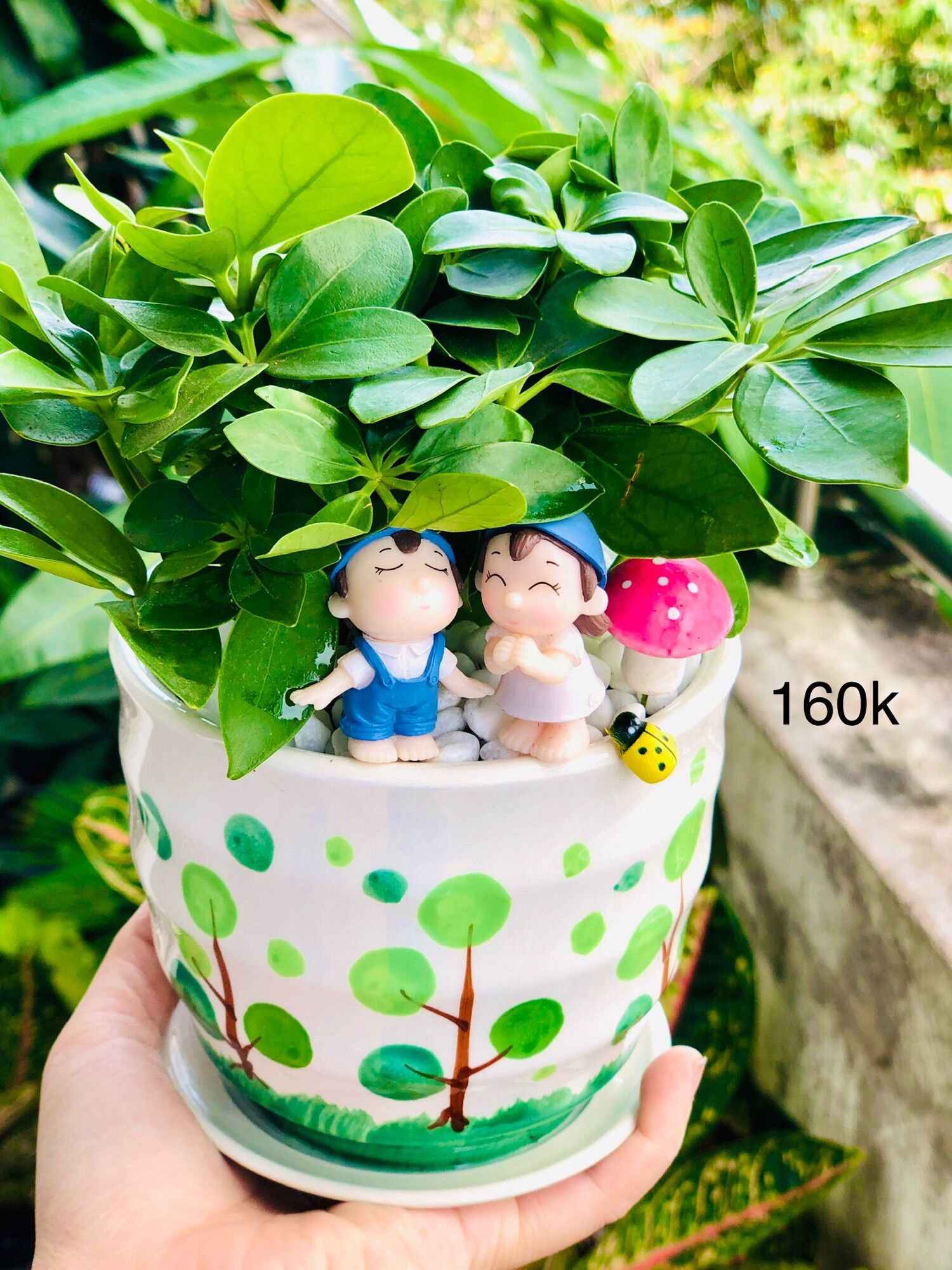 Chậu tiểu cảnh ngũ gia bì xanh