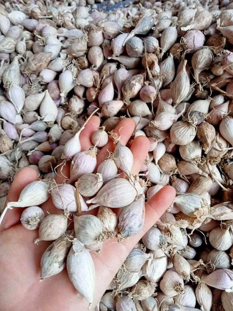 Tỏi cô đơn phù yên sơn la nhỏ 1kg