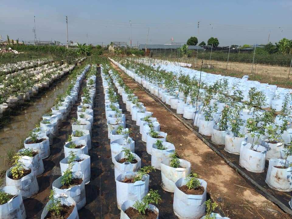 Combo 10 túi vải trồng cây kt 30x25