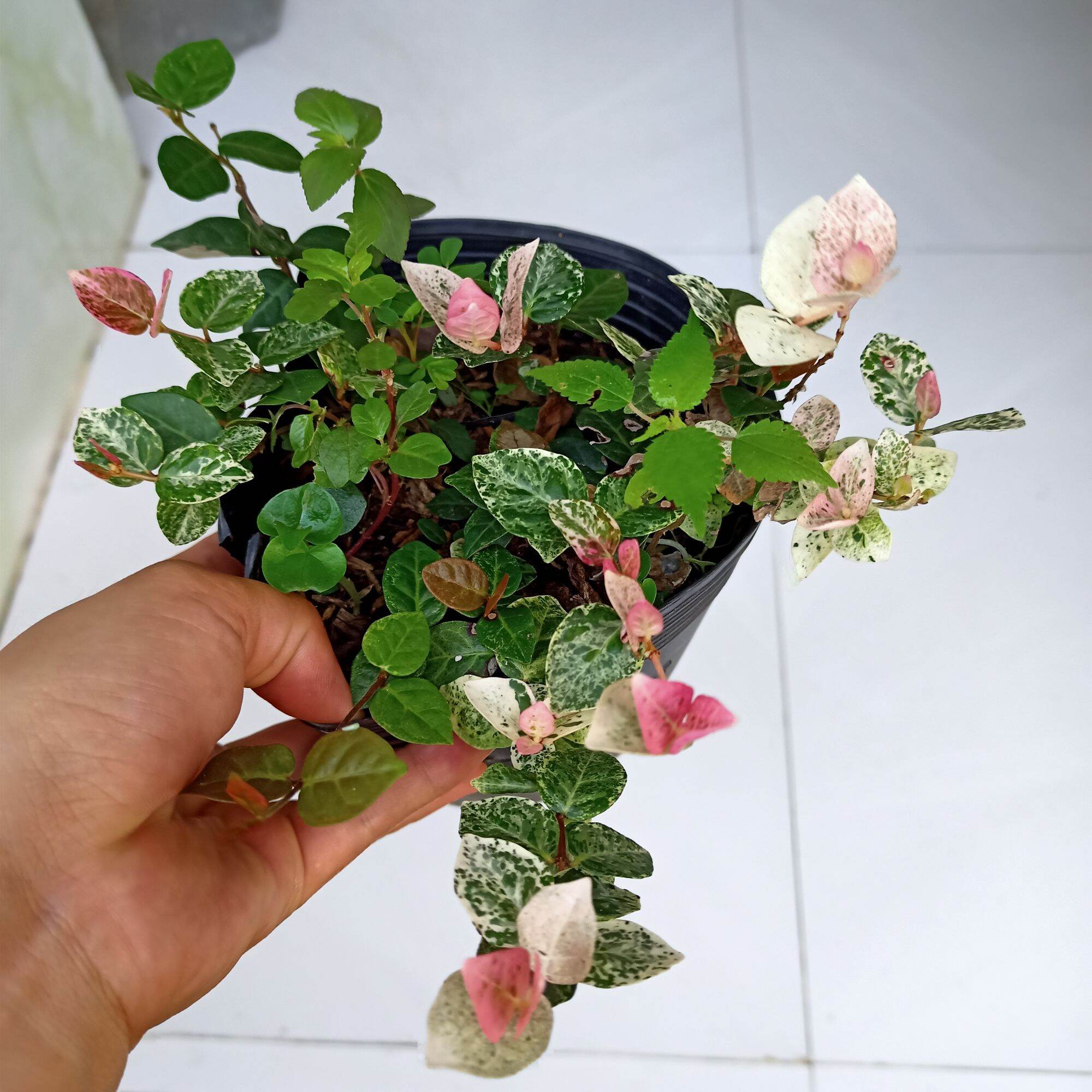 Chậu cây thằn lằn cẩm thạch, thằn lằn var. 