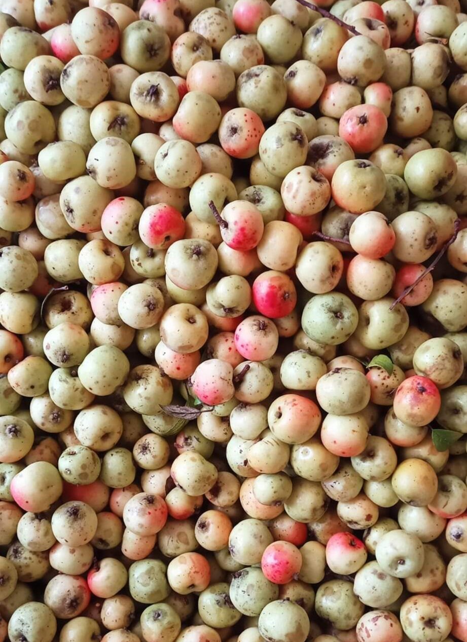 Táo mèo tươi hàng gửi tặng cho khách