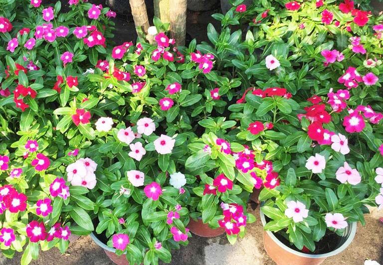 Hạt giống Hoa Dừa Cạn Mix 40cm
