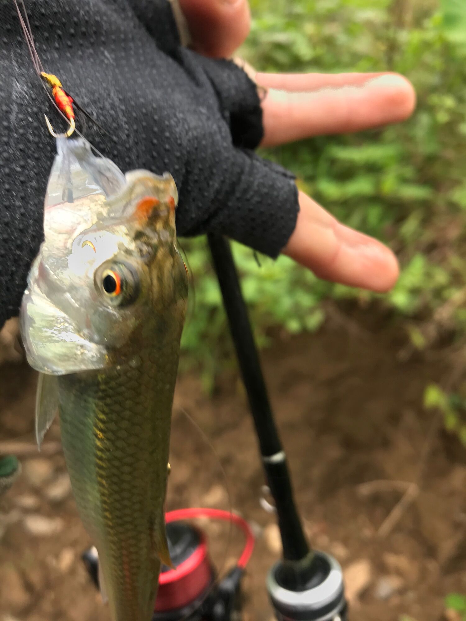 Mồi Bọ câu lure cá mương siêu nhạy