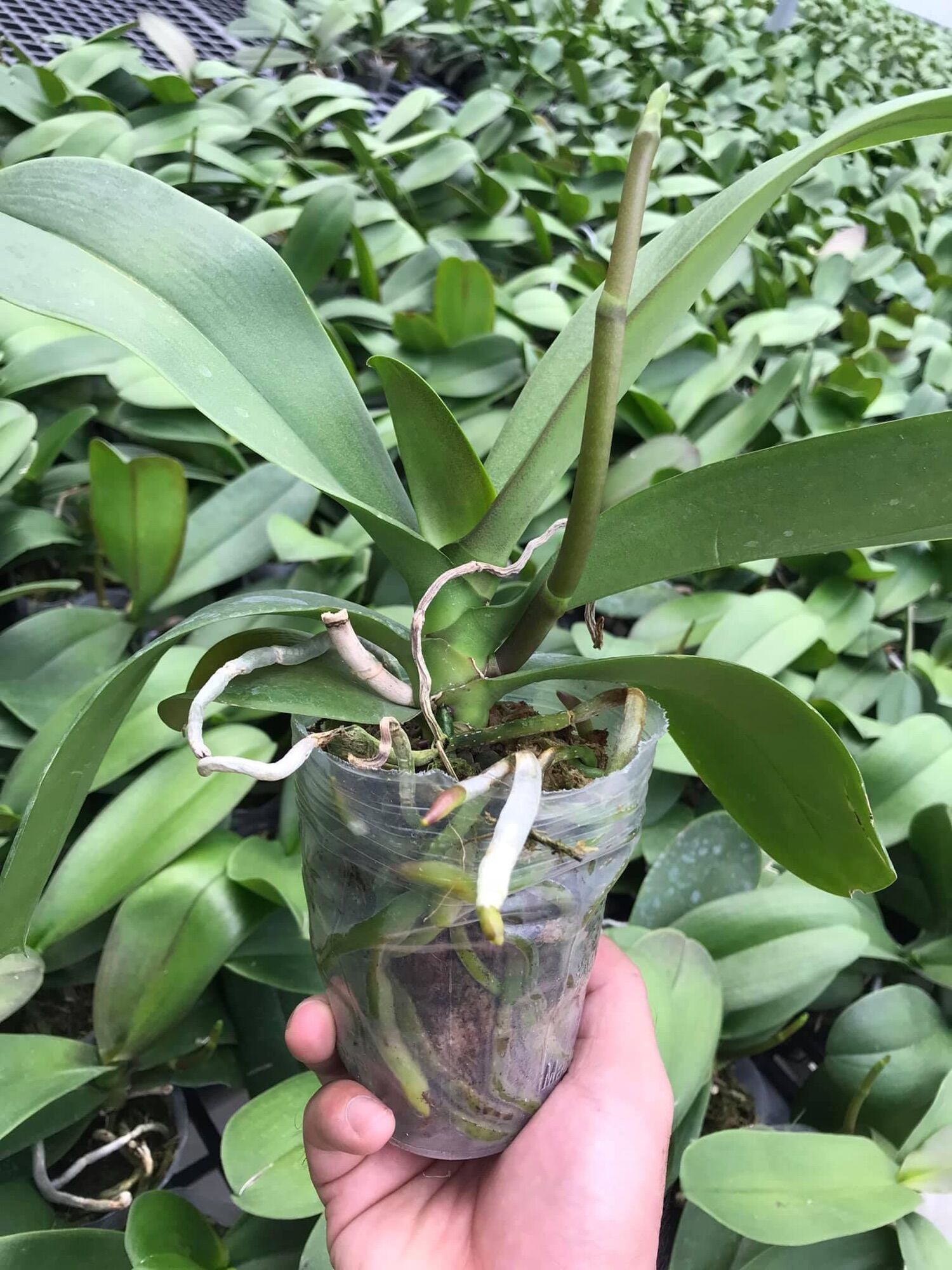 Hồ điệp đang 1 ngồng hoa - Cây Tơ