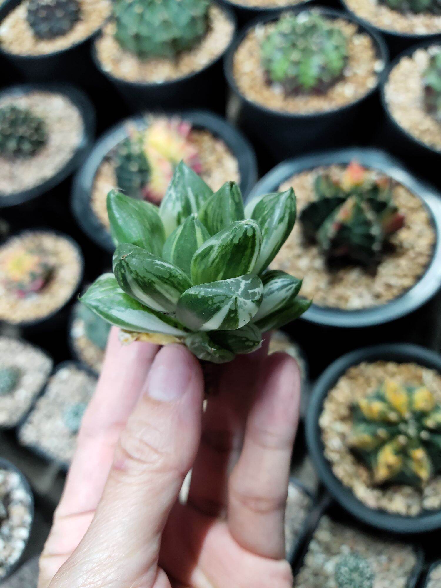 Cây haworthia var