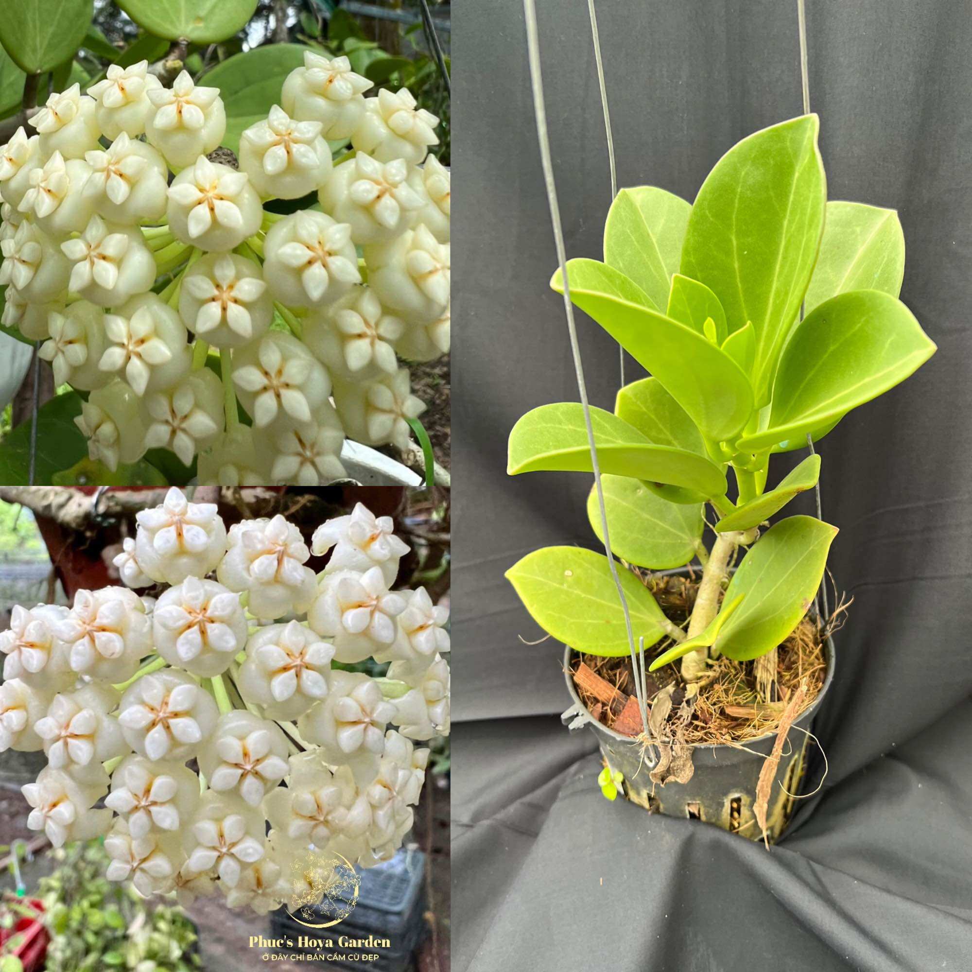 Chậu Cẩm cù Hoya pachyclada white nhiều kích thước