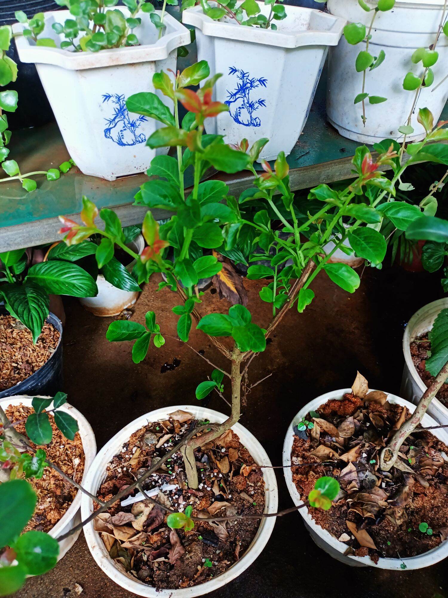 Tường Vy hồng