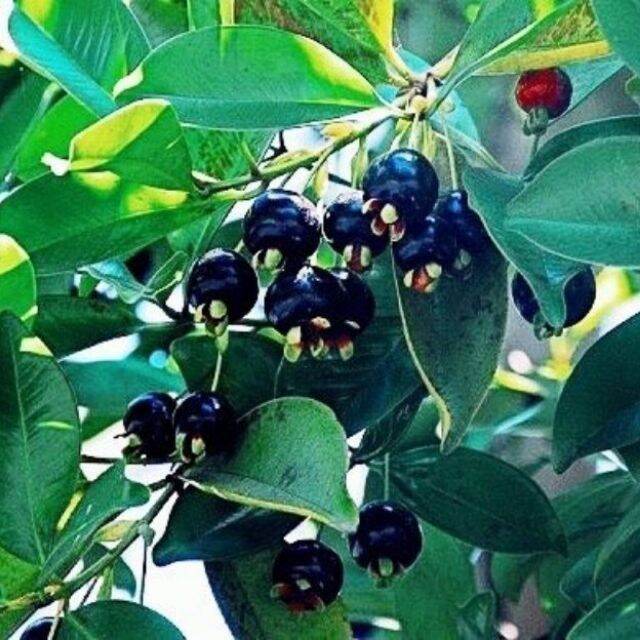Cây cherry brazil chịu nhiệt bầu to, cây đẹp cao .