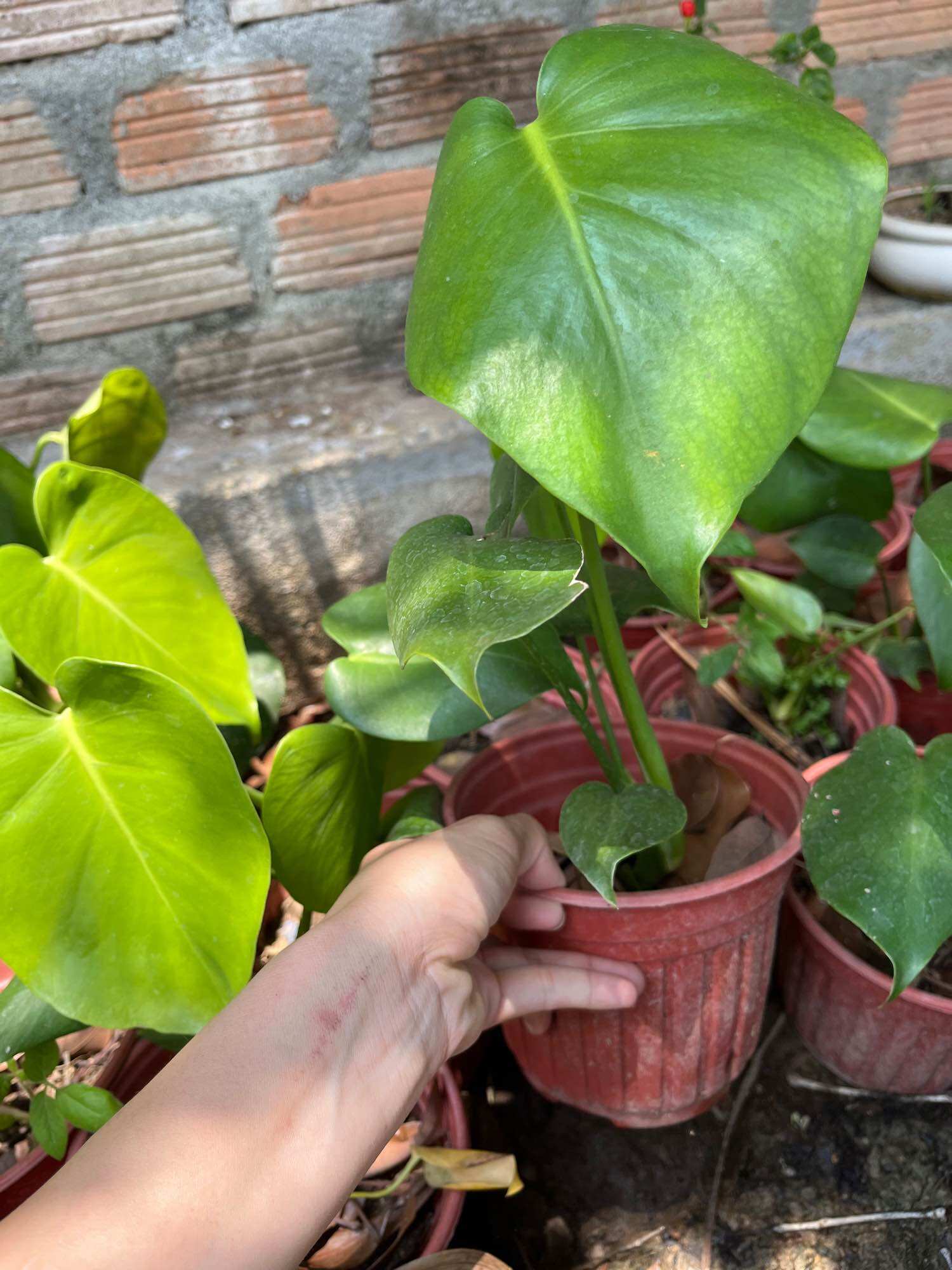 cây giống trầu bà lá xẻ