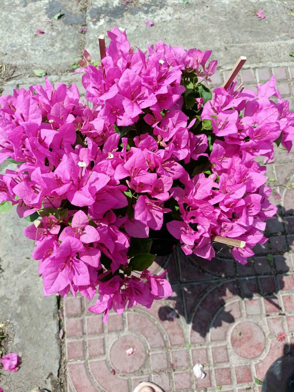 Cây giấy đỏ hồng siêu hoa