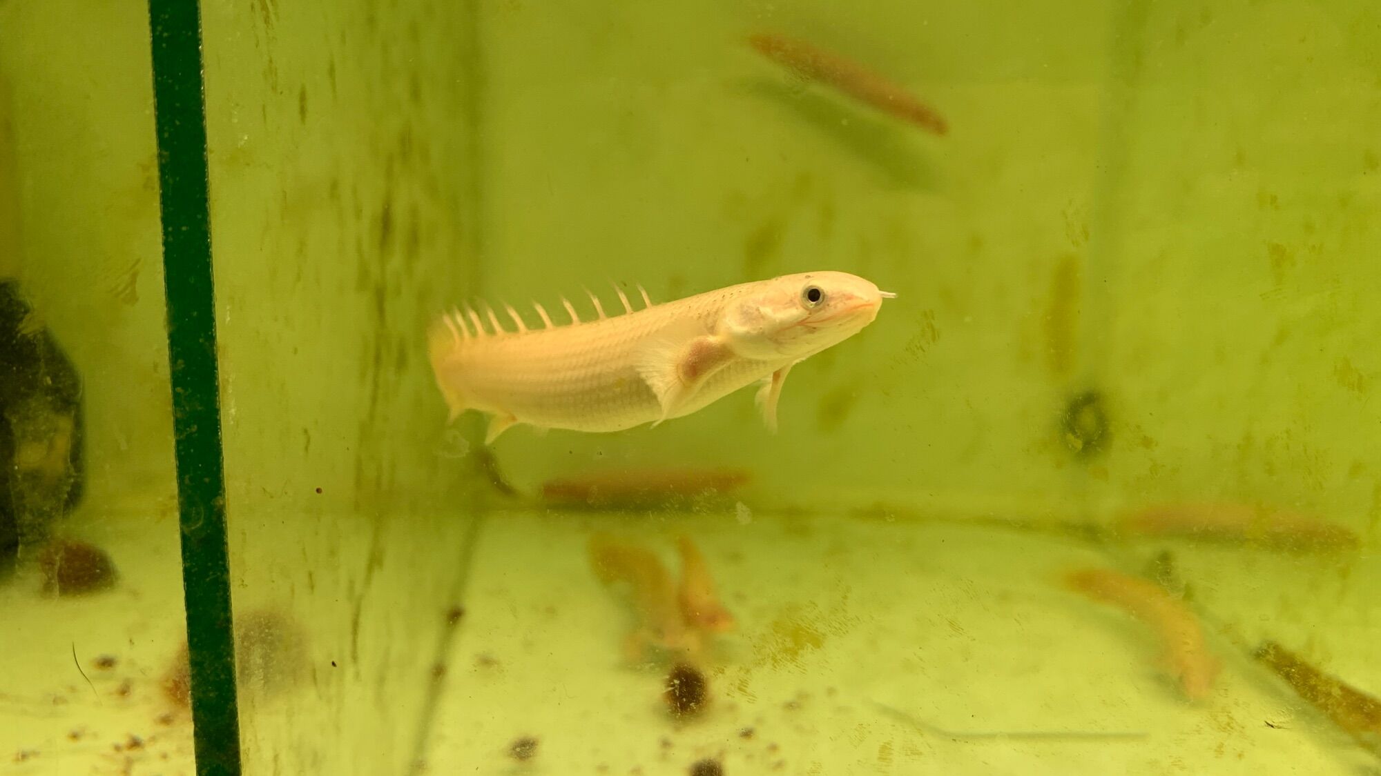 Cửu Sừng Xám size 10cm