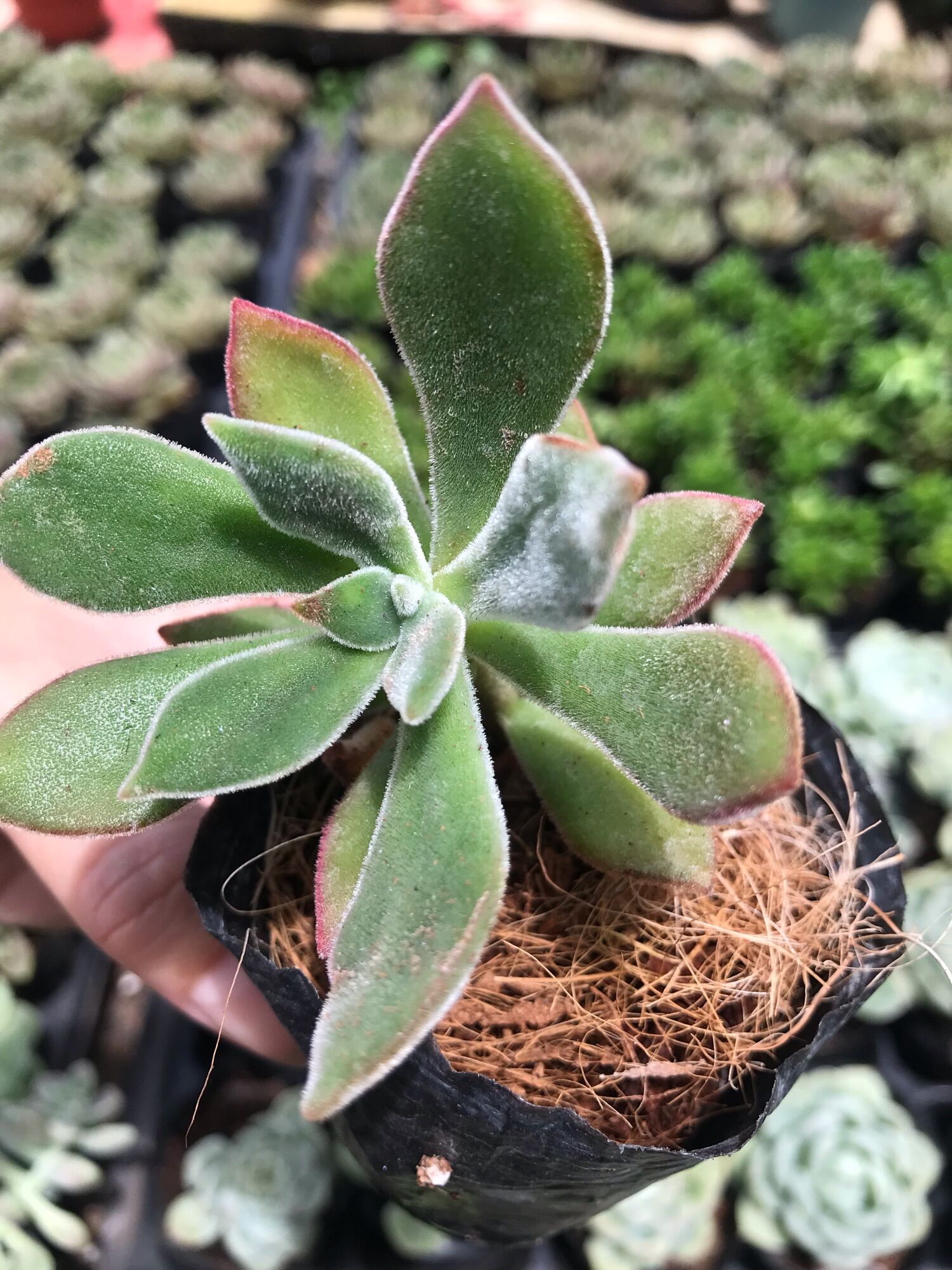 Sen đá nhung viền đỏ cute size bầu