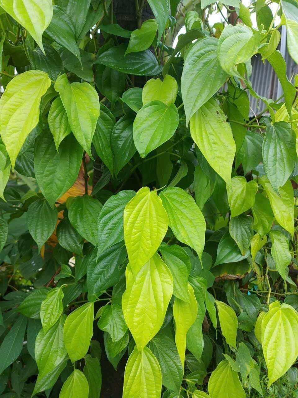 cây giống trầu không