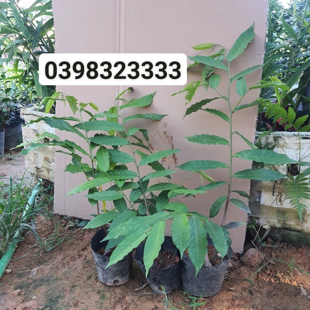 Cây giống hoa dẻ đỏ