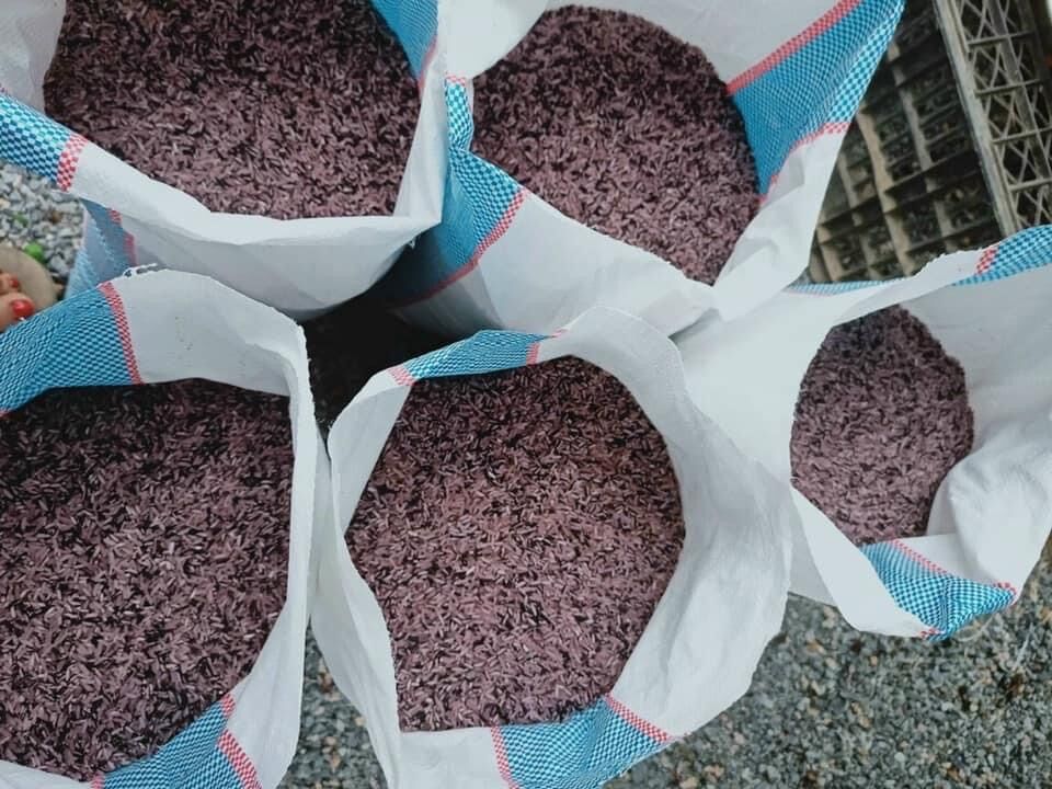 Gạo nương mèo - Đặc sản Tây Bắc