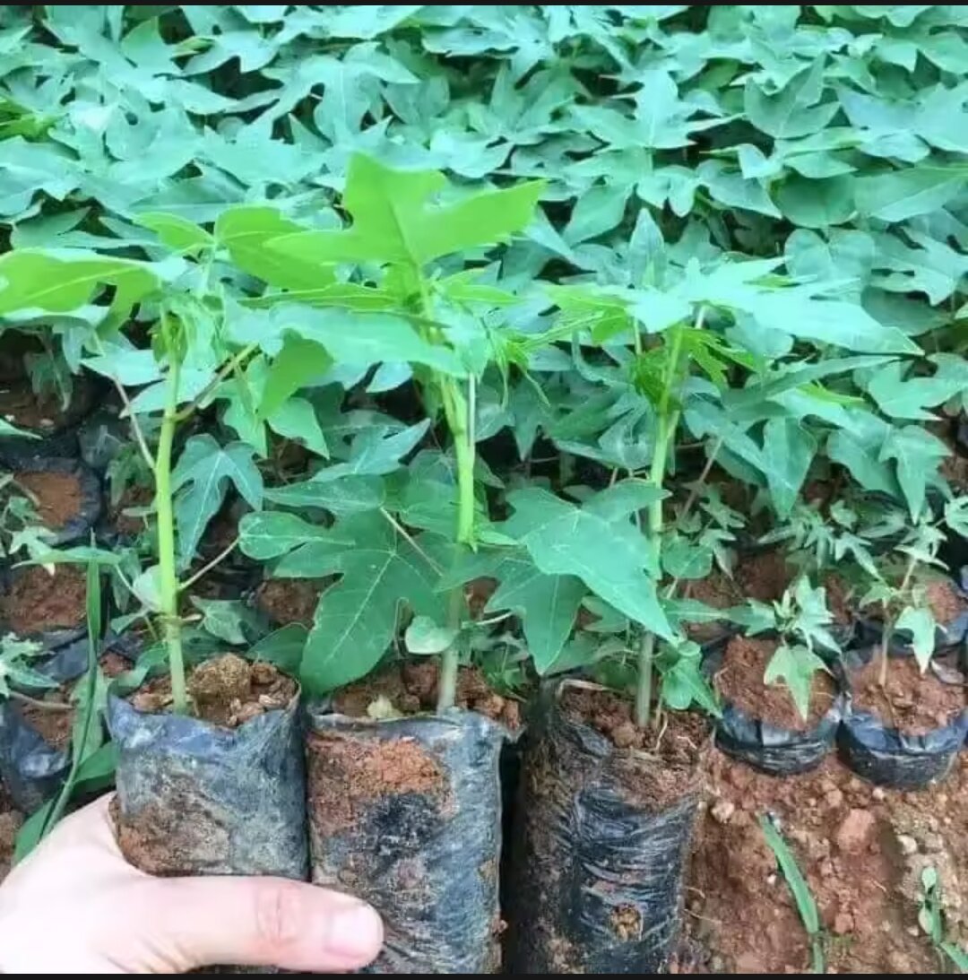 CÂY ĐU ĐỦ Ngọt xưa 10 cây